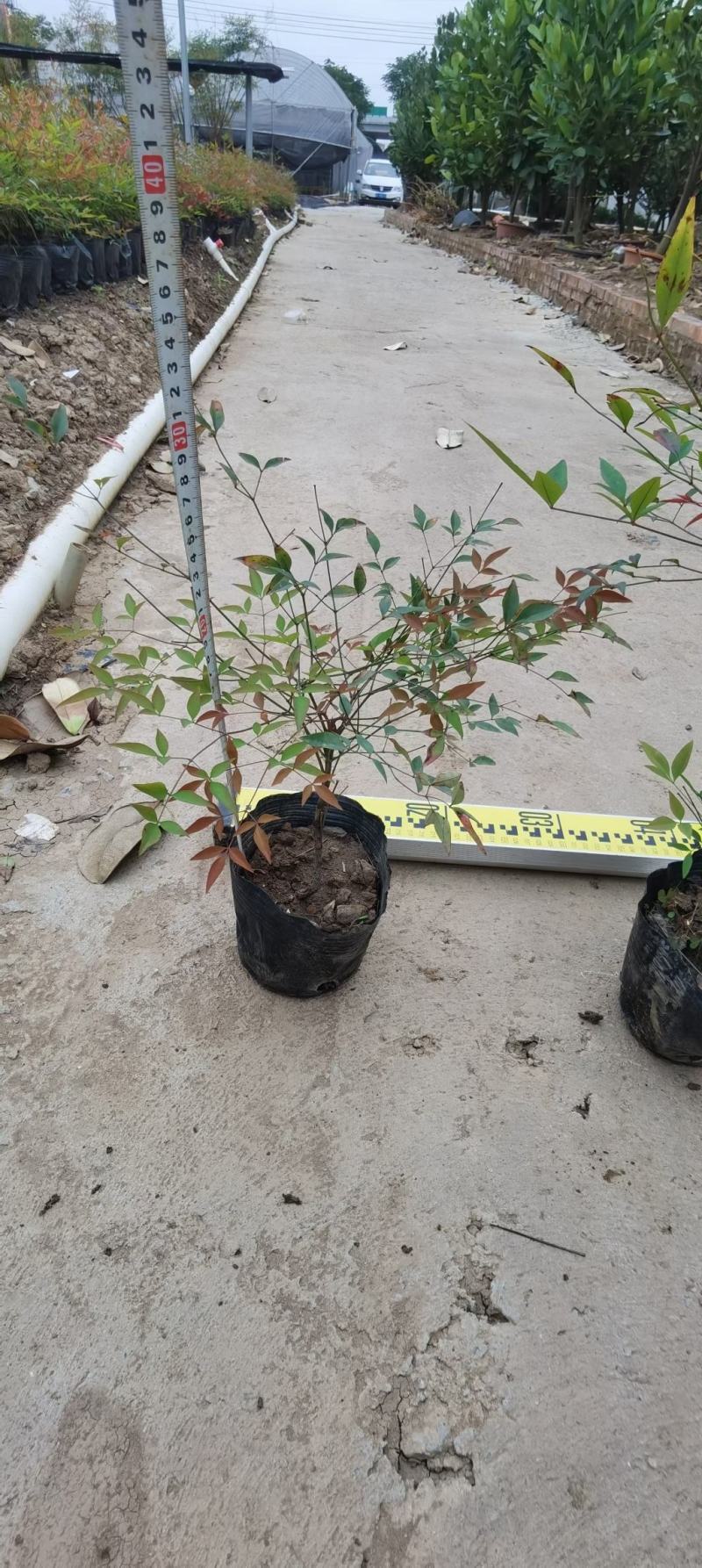 南天竹福建漳州南天竹场地直销货源充足大量供应
