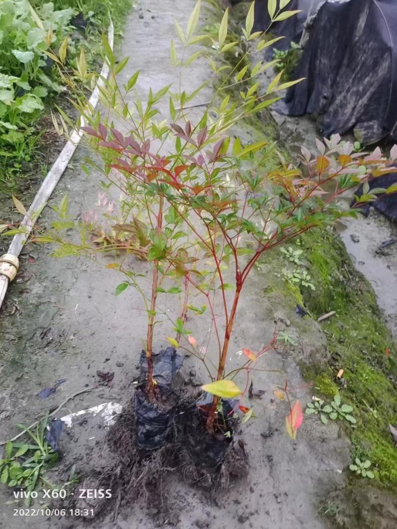 南天竹福建漳州南天竹场地直销货源充足大量供应