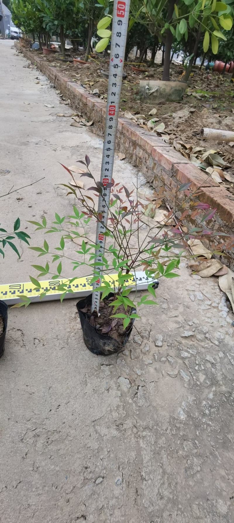 南天竹福建漳州南天竹场地直销货源充足大量供应