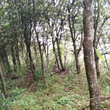 园叶桂花处理价