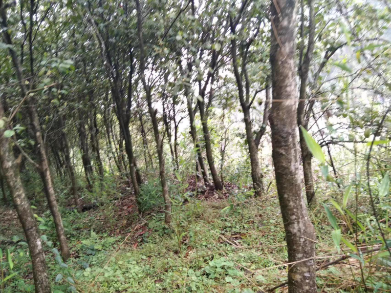 园叶桂花处理价