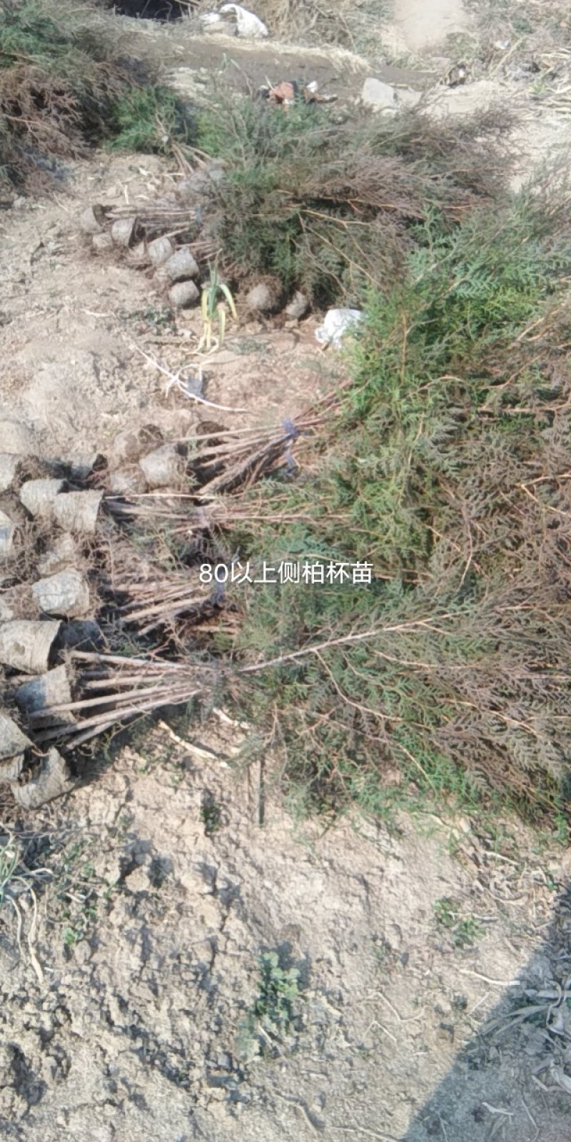 1.5米以上侧柏地径2公分