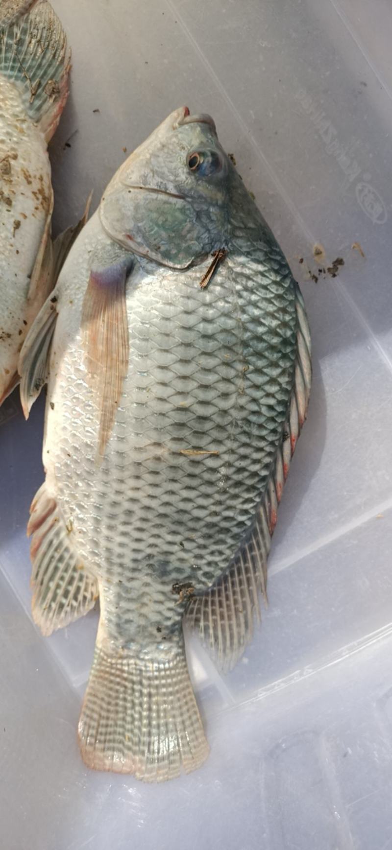 罗飞鱼