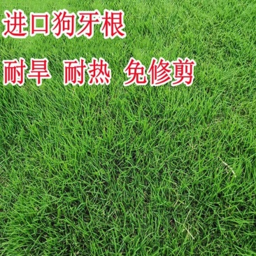 进口狗牙根草坪种子耐热耐践踏不修剪低矮工程别墅公园常用