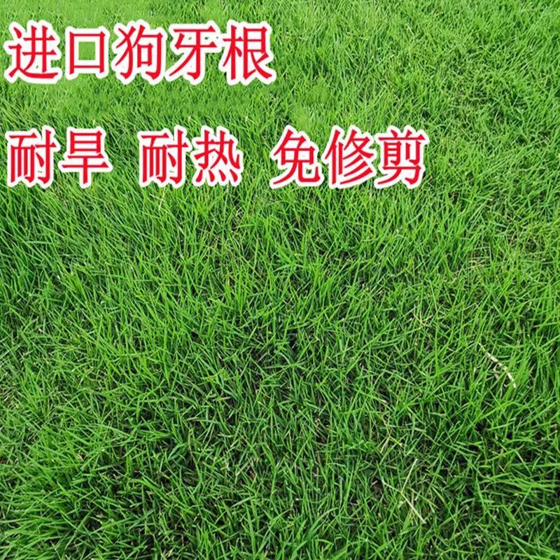 进口狗牙根草坪种子耐热耐践踏不修剪低矮工程别墅公园常用
