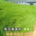 进口狗牙根草坪种子耐热耐践踏不修剪低矮工程别墅公园常用