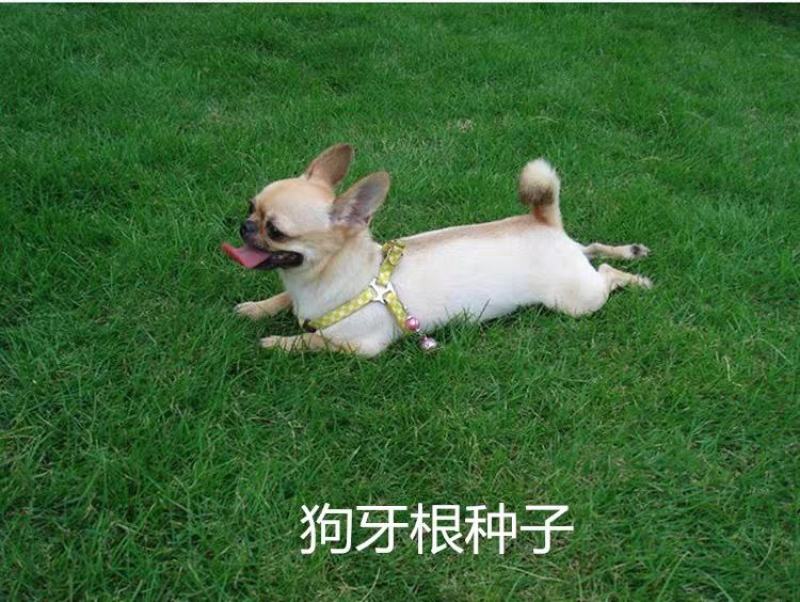 进口狗牙根草坪种子耐热耐践踏不修剪低矮工程别墅公园常用