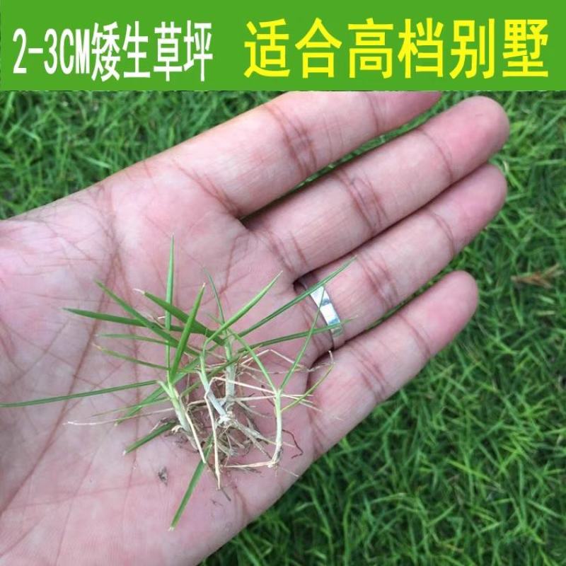 进口狗牙根草坪种子耐热耐践踏不修剪低矮工程别墅公园常用