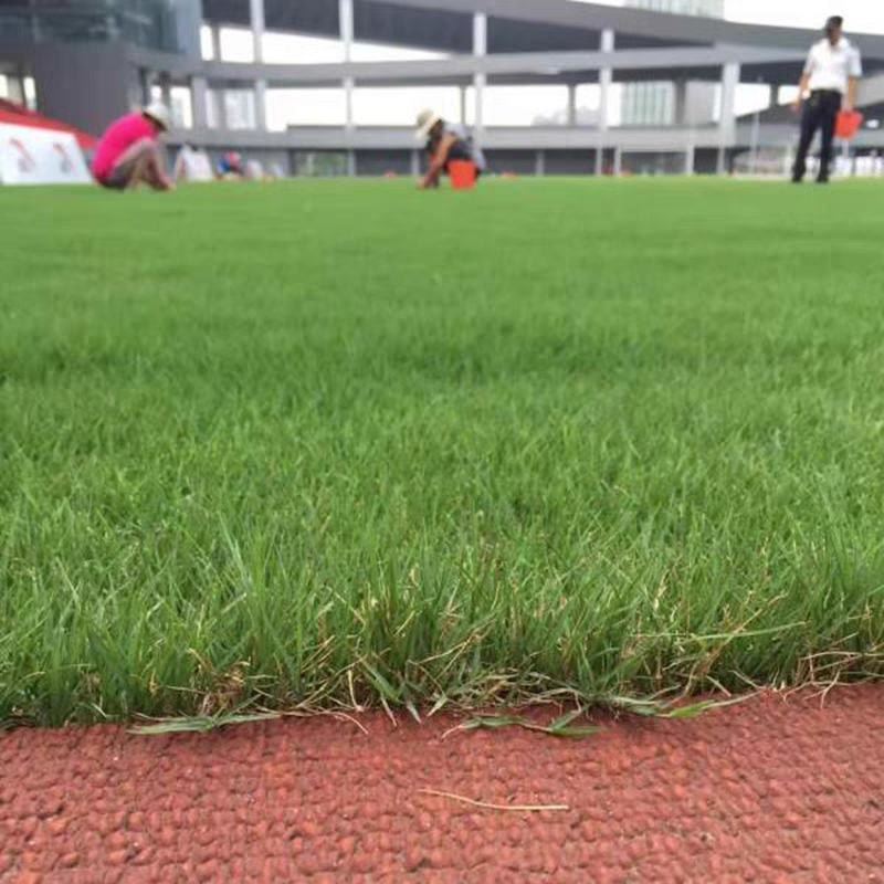 进口狗牙根草坪种子耐热耐践踏不修剪低矮工程别墅公园常用