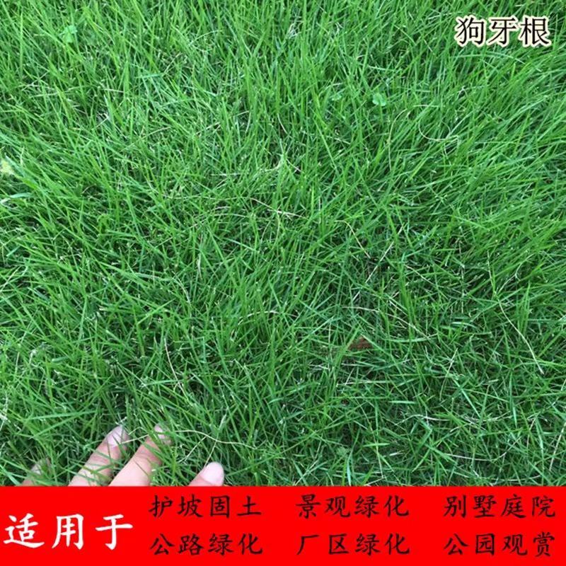 进口狗牙根草坪种子耐热耐践踏不修剪低矮工程别墅公园常用