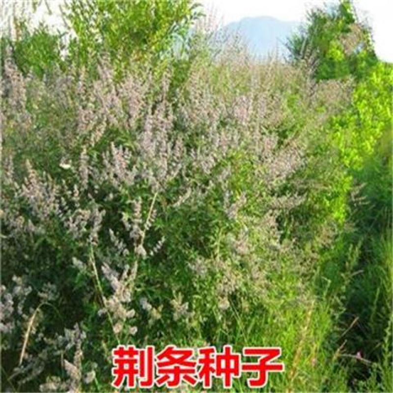 柠条种子防风旱治沙多年生护坡绿化灌木牧草小叶锦鸡儿种