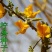 柠条种子防风旱治沙多年生护坡绿化灌木牧草小叶锦鸡儿种