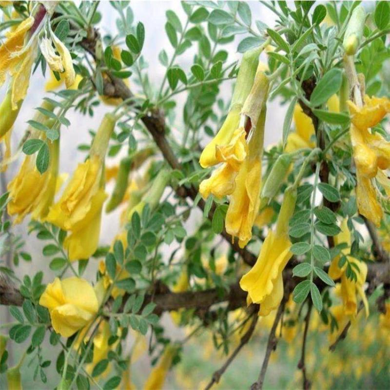 柠条种子防风旱治沙多年生护坡绿化灌木牧草小叶锦鸡儿种
