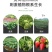 哈茨木霉菌枯草芽孢杆菌防死稞促生根抗重茬微生物菌剂