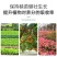 哈茨木霉菌枯草芽孢杆菌防死稞促生根抗重茬微生物菌剂