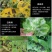 哈茨木霉菌枯草芽孢杆菌防死稞促生根抗重茬微生物菌剂