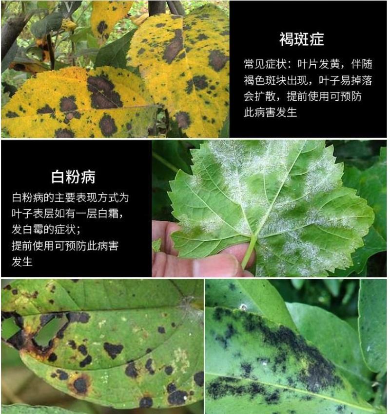 哈茨木霉菌枯草芽孢杆菌防死稞促生根抗重茬微生物菌剂