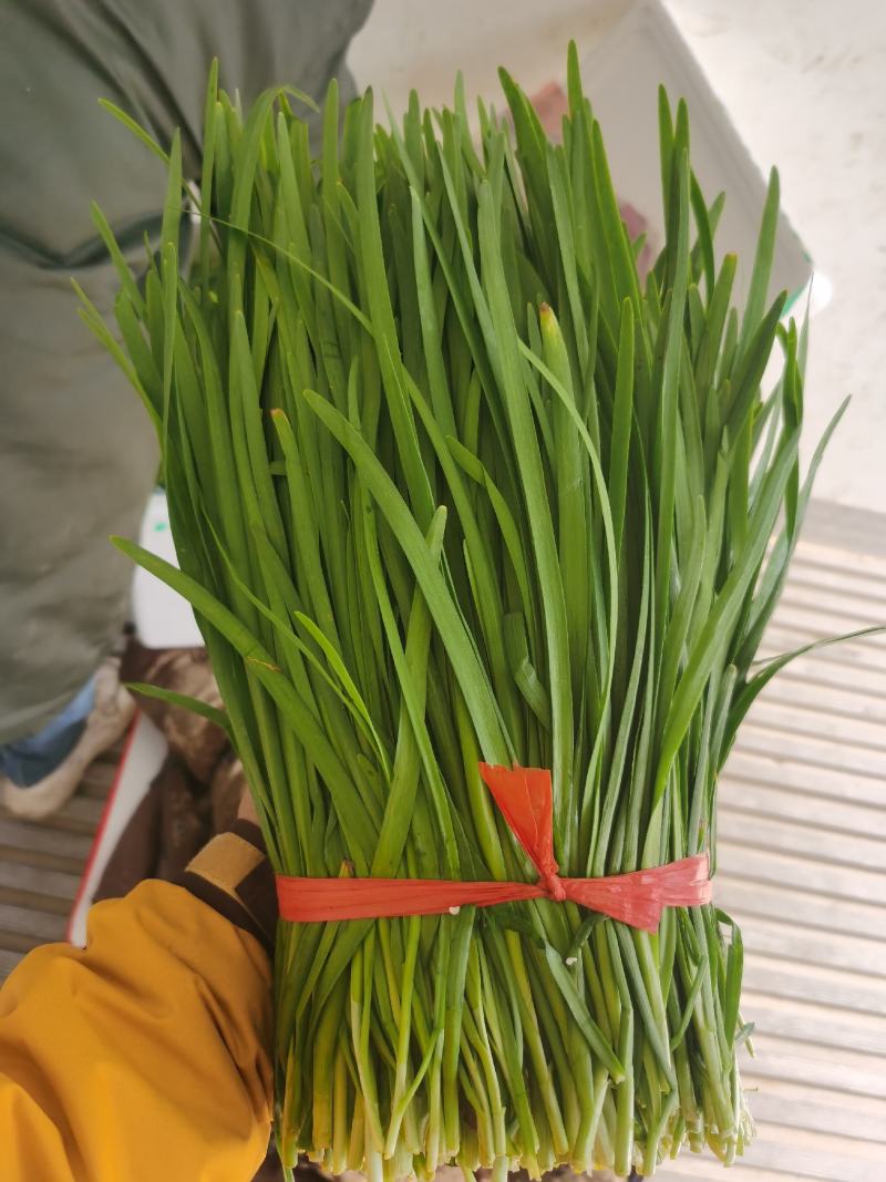 精品《大叶韭菜》万亩种植基地直供批发商超价格便宜一手货源