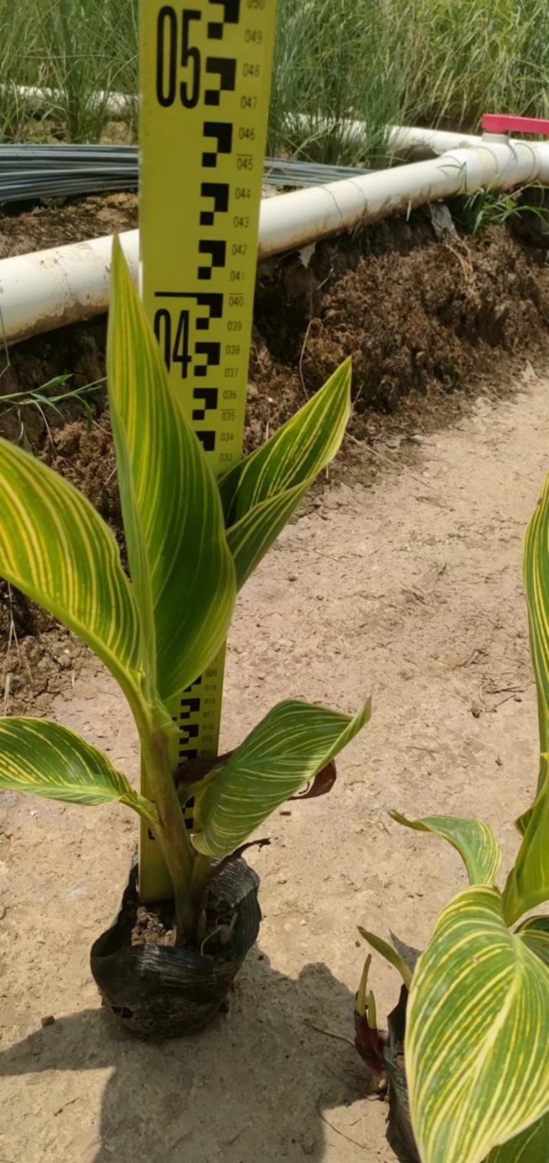 花叶美人蕉福建漳州花叶美人蕉基地直销大量供应