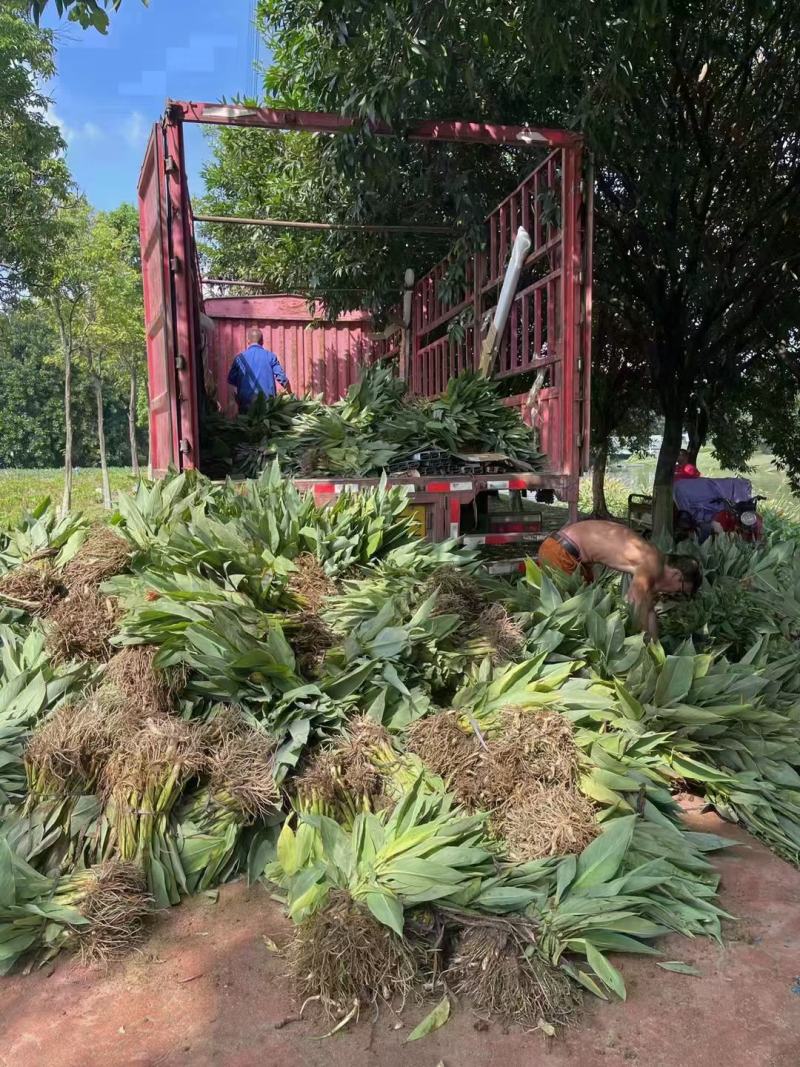 花叶美人蕉福建漳州花叶美人蕉基地直销大量供应