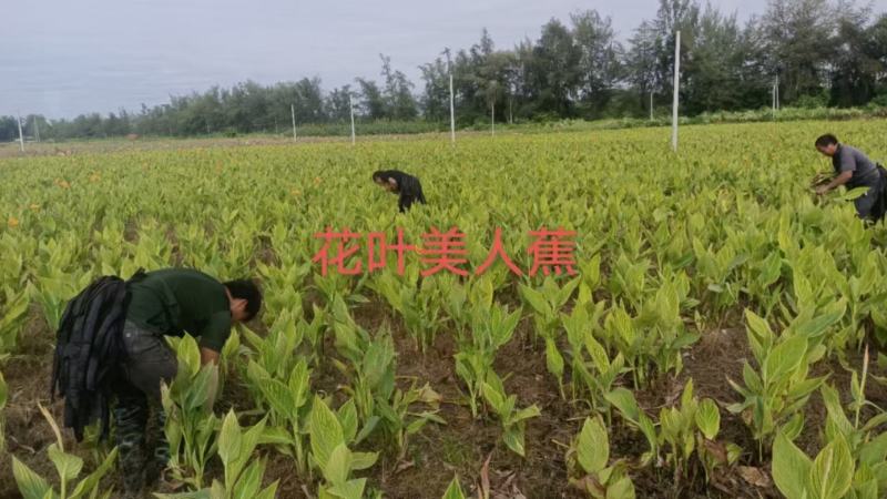 花叶美人蕉福建漳州花叶美人蕉基地直销大量供应