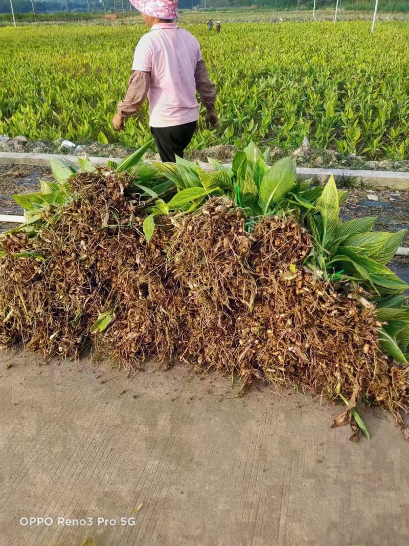 花叶美人蕉福建漳州花叶美人蕉基地直销大量供应