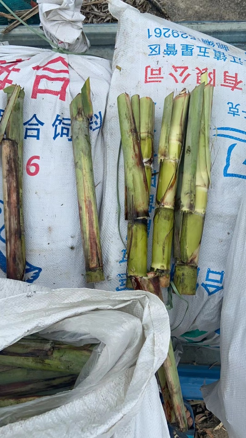 甘蔗种苗，黄皮甘蔗种苗，非常漂亮，都有三个芽以上的。
