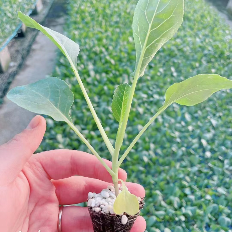 有机花菜苗菜花苗花菜苗青梗松花菜苗