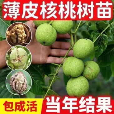 薄皮核桃树苗核桃苗香玲8518新疆大薄皮