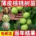 薄皮核桃树苗核桃苗香玲8518新疆大薄皮