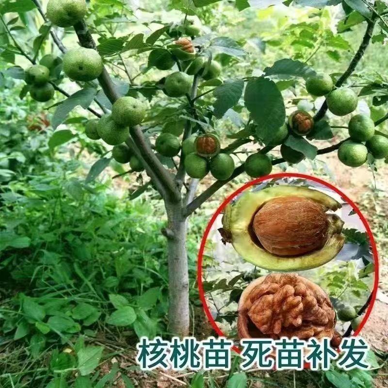 薄皮核桃树苗核桃苗香玲8518新疆大薄皮