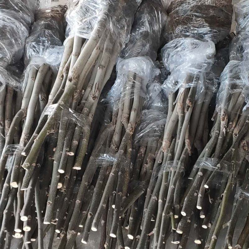 薄皮核桃树苗核桃苗香玲8518新疆大薄皮