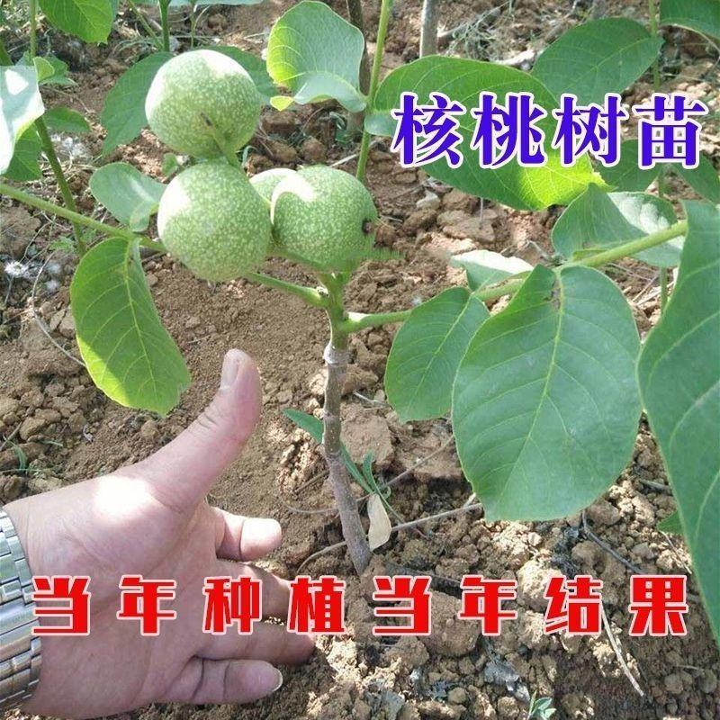 薄皮核桃树苗核桃苗香玲8518新疆大薄皮