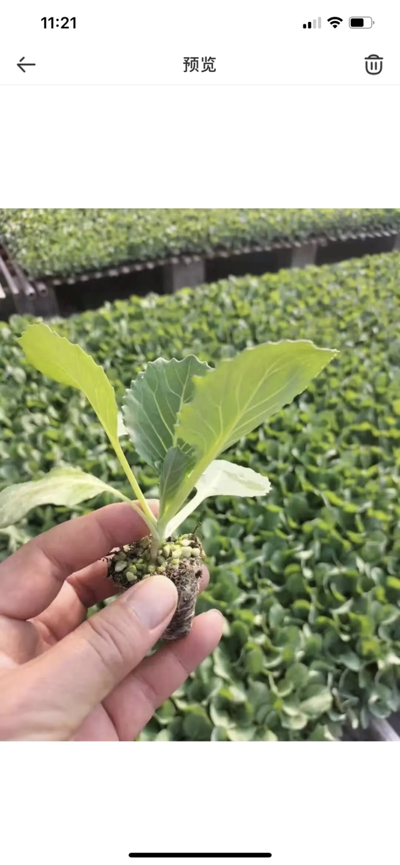 有机花菜苗菜花苗花菜苗青梗松花菜苗