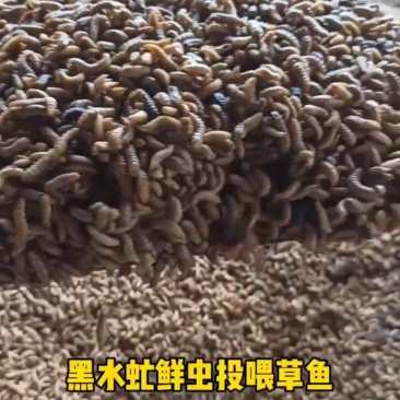 供应黑水虻（凤凰虫）