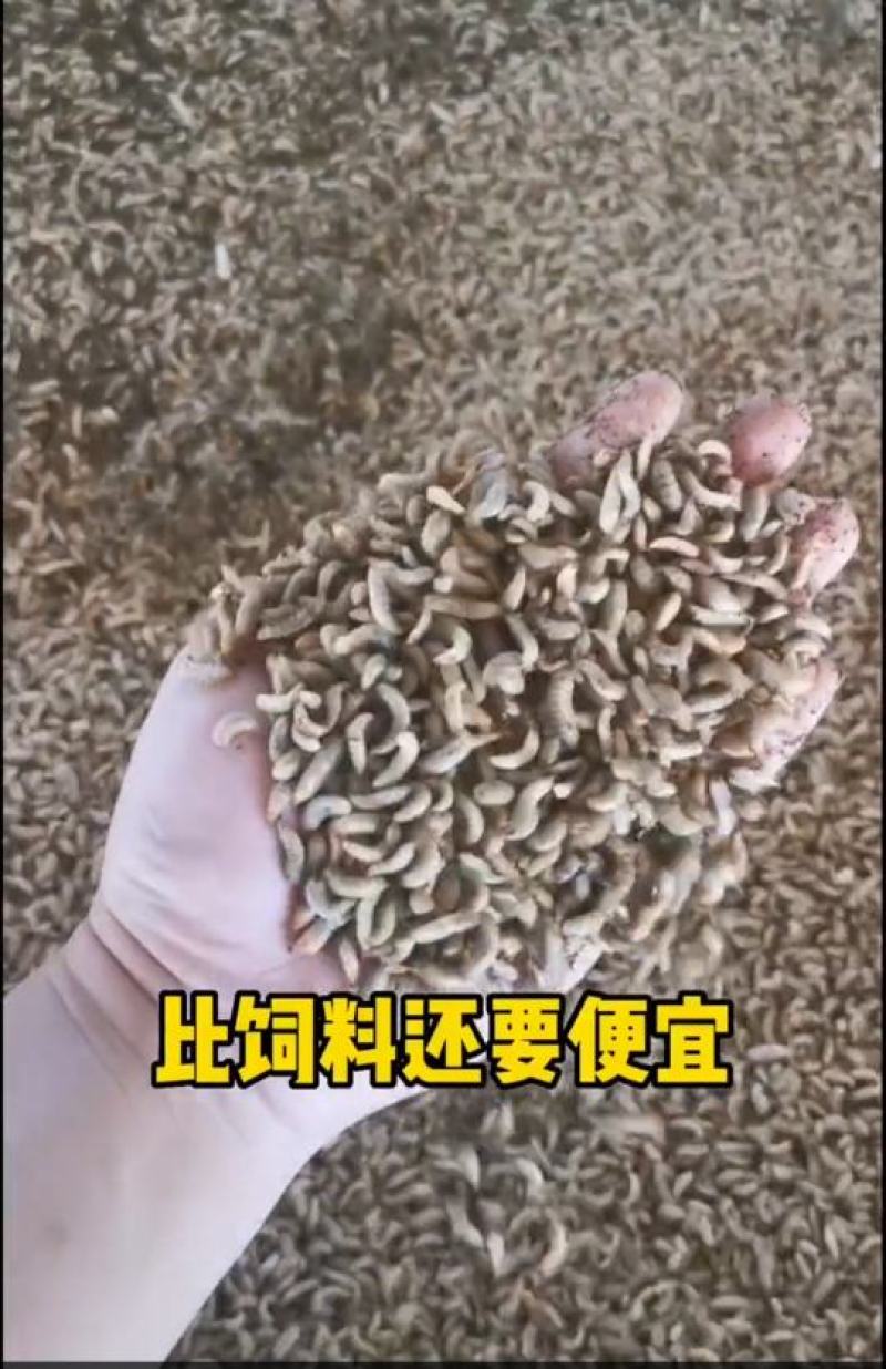 供应黑水虻（凤凰虫）