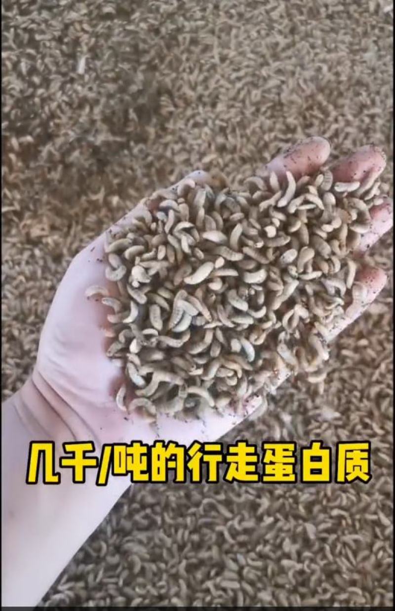 供应黑水虻（凤凰虫）
