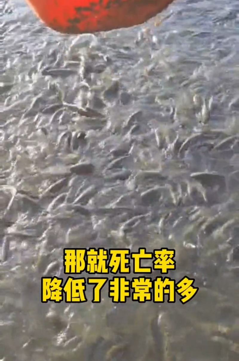 供应黑水虻（凤凰虫）