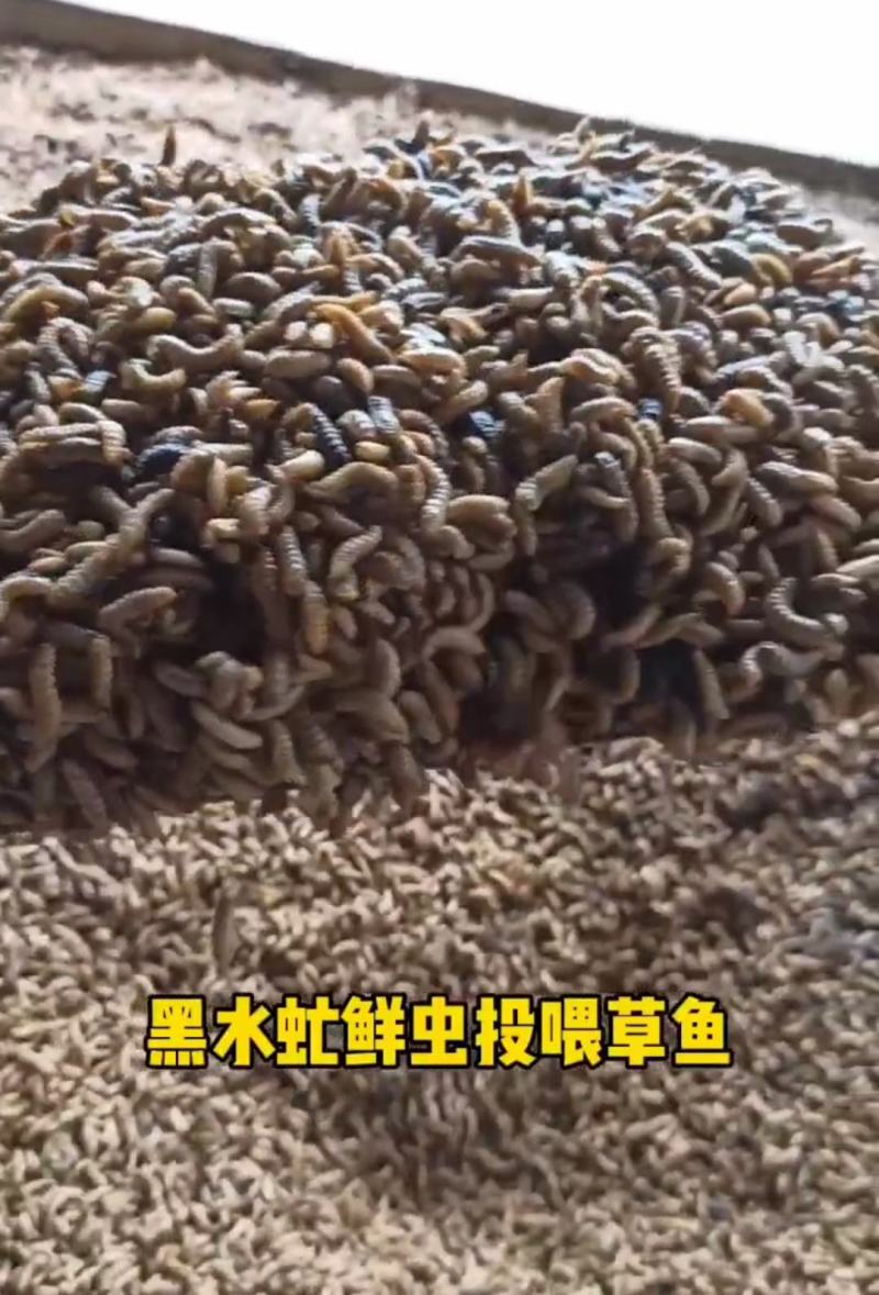 供应黑水虻（凤凰虫）