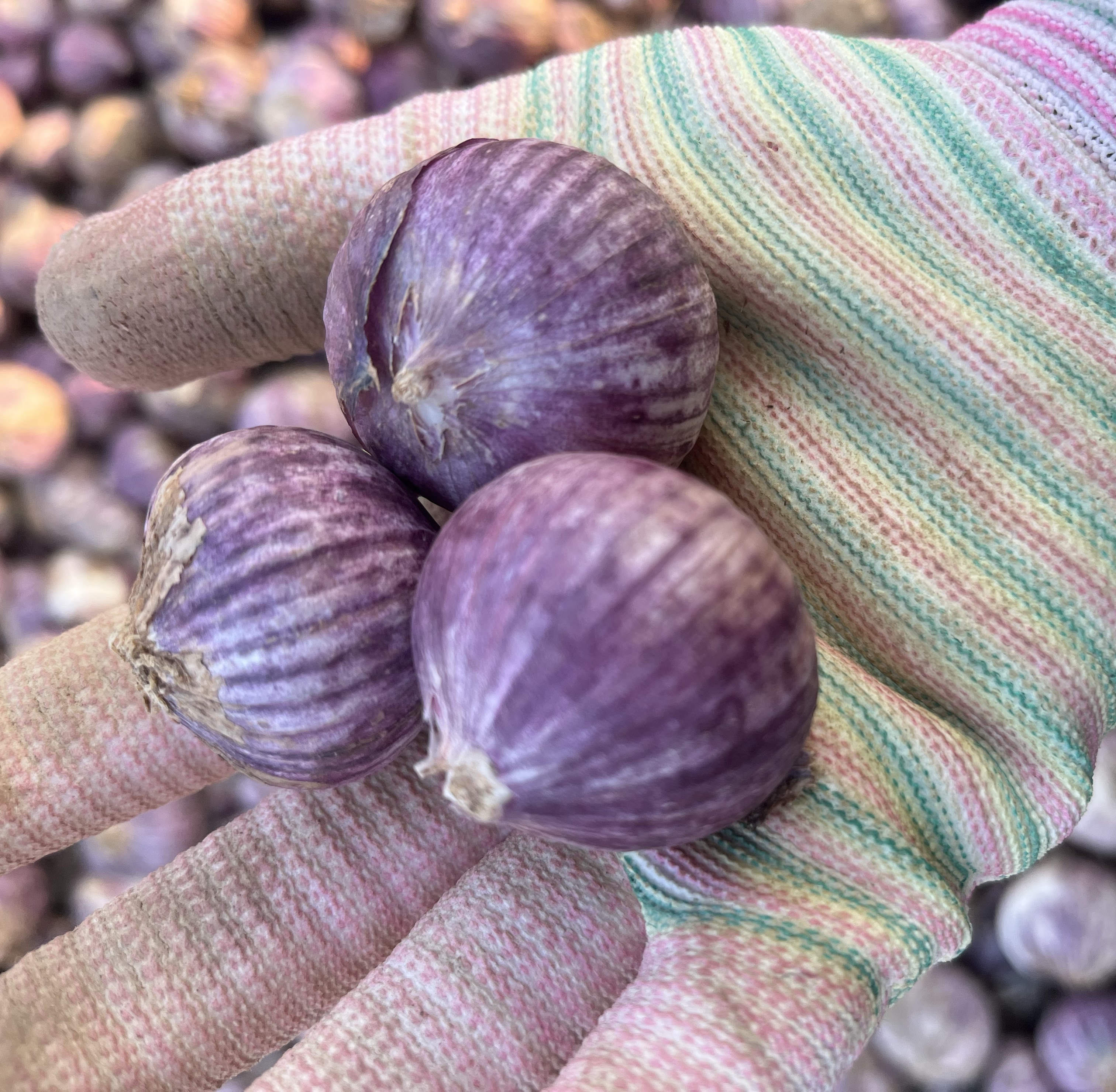 女性因食用独头蒜后捂嘴避免口气