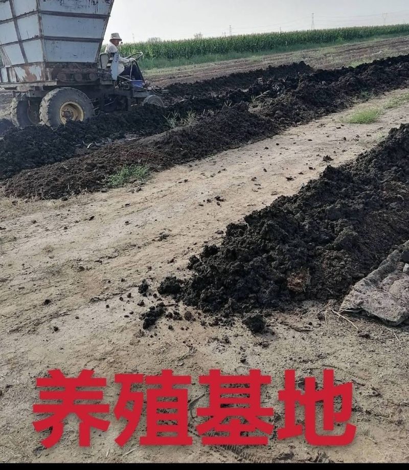 蚯蚓