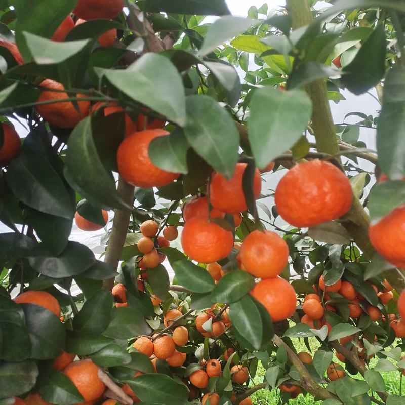 砂糖橘大量上市