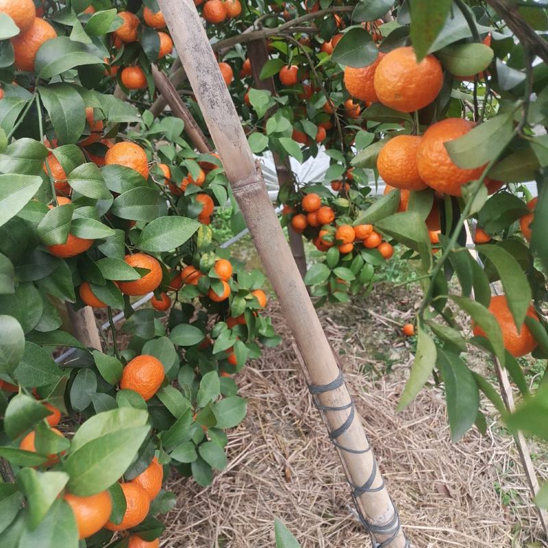 砂糖橘大量上市