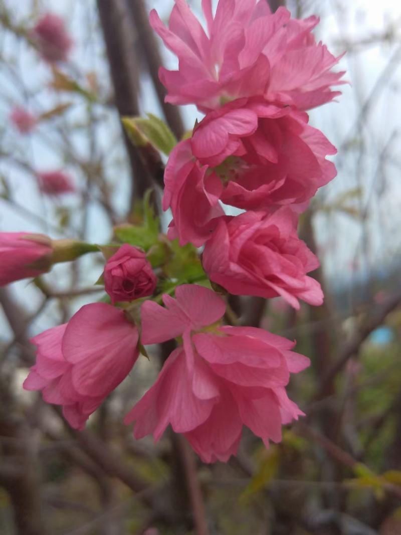 樱花苗木