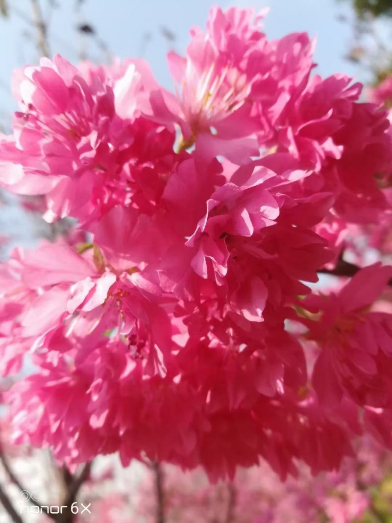 樱花苗木