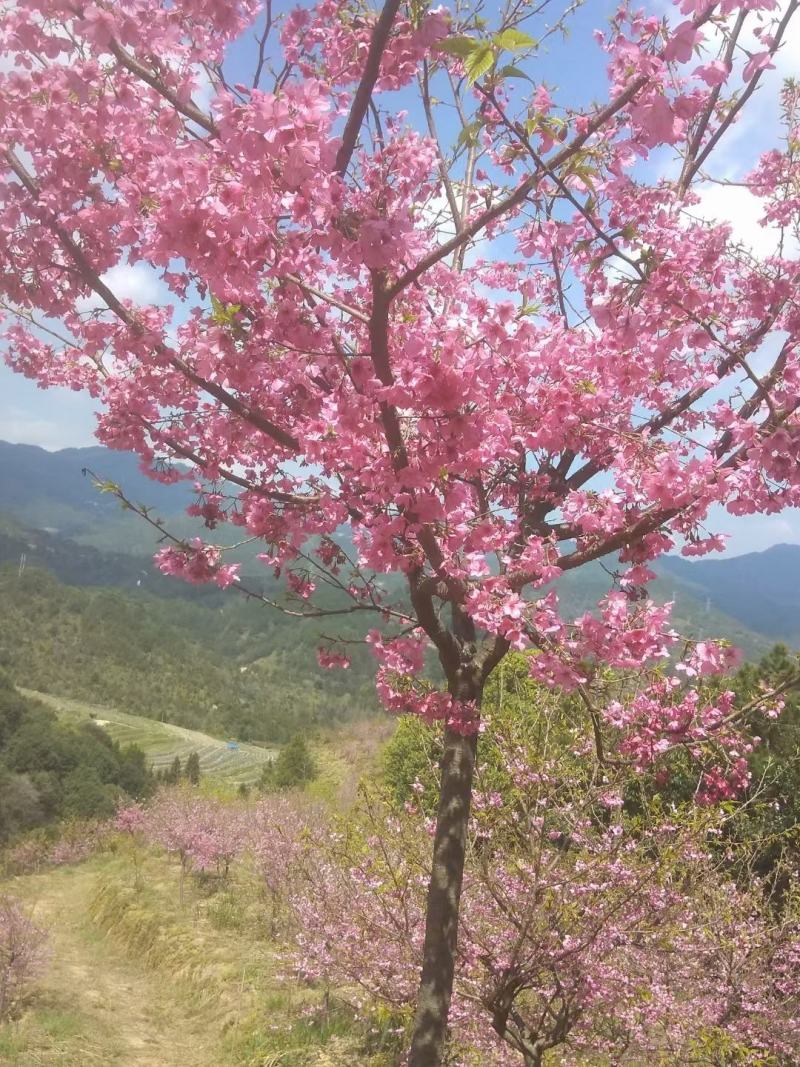 樱花苗木