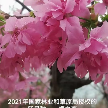 樱花苗木