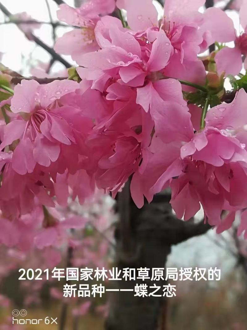 樱花苗木