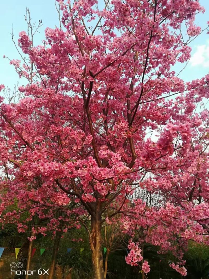 樱花苗木