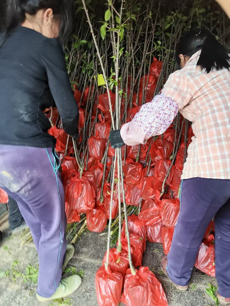 樱花苗木